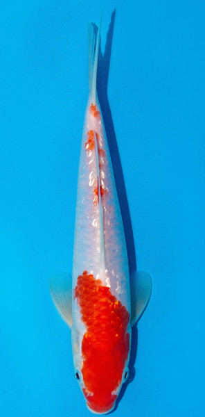 Koi 20-25cm Nr. 1928