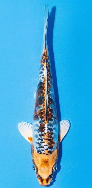 Koi 20-25cm Nr. 1983