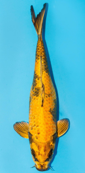 Koi 30-35cm Nr. 3966