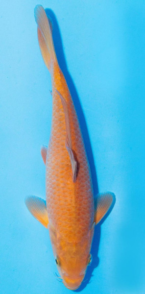 Koi 25-30cm Nr. 1102