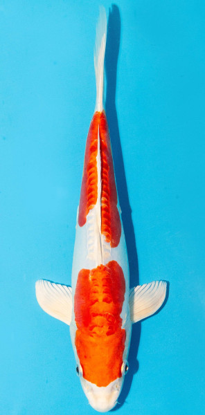 Koi 30-35cm Nr. 3939
