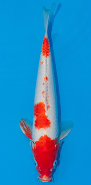 Koi 30-35cm Nr. 1051