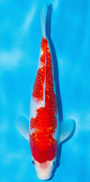 Koi 20-25cm Nr. 1977