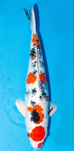 Koi 40-45cm Nr. 1532