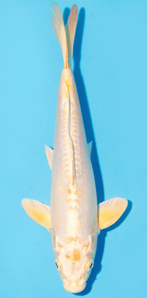 Koi 30-35cm Nr. 1068
