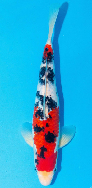 Koi 30-35cm Nr. 1095