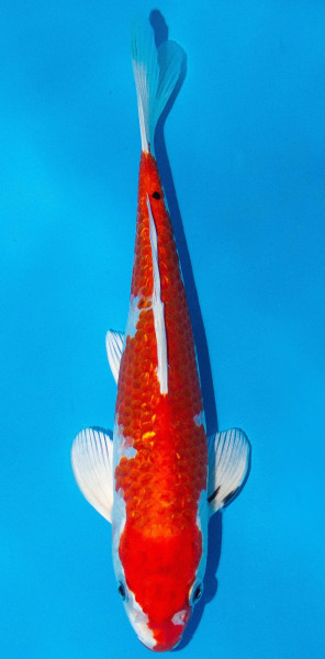 Koi 20-25cm Nr. 1931