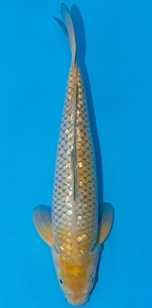 Koi 30-35cm Nr. 1079