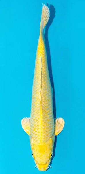 Koi 30-35cm Nr. 3925