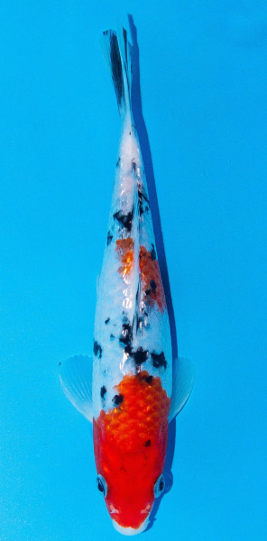 Koi 20-25cm Nr. 1901
