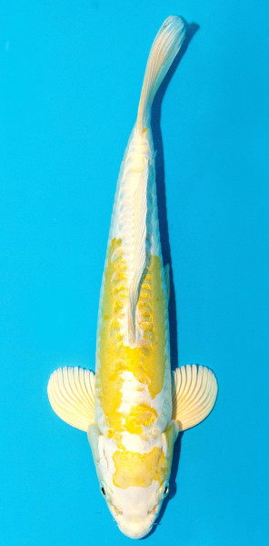 Koi 30-35cm Nr. 3926