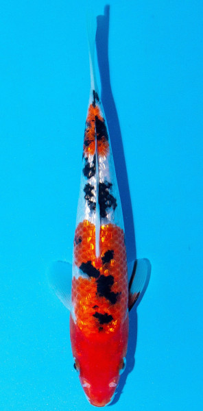 Koi 20-25cm Nr. 2030
