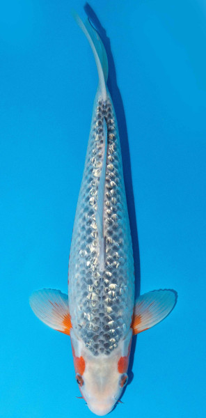 Koi 40-45cm Nr. 1575