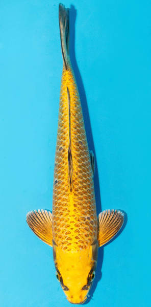 Koi 30-35cm Nr. 3956