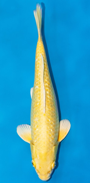 Koi 30-35cm Nr. 1066