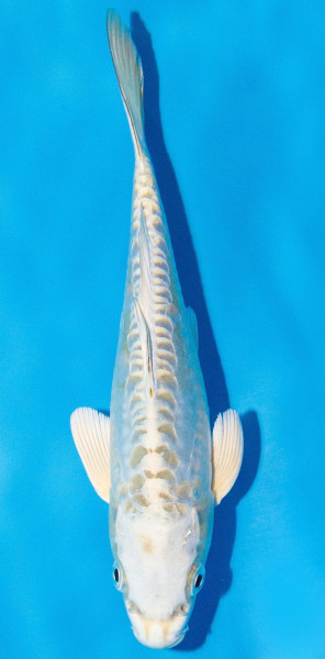 Koi 20-25cm Nr. 1991
