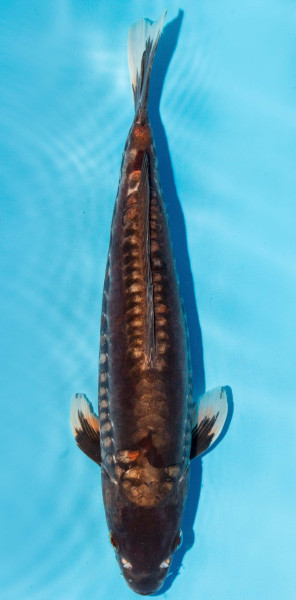Koi 35-40cm Nr. 1303