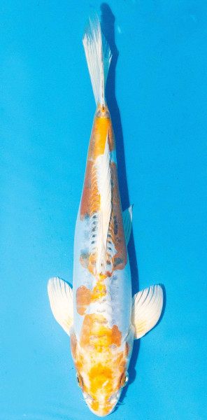 Koi 30-35cm Nr. 1087