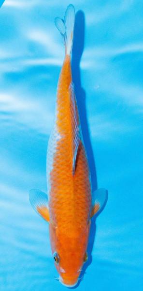 Koi 25-30cm Nr. 1103