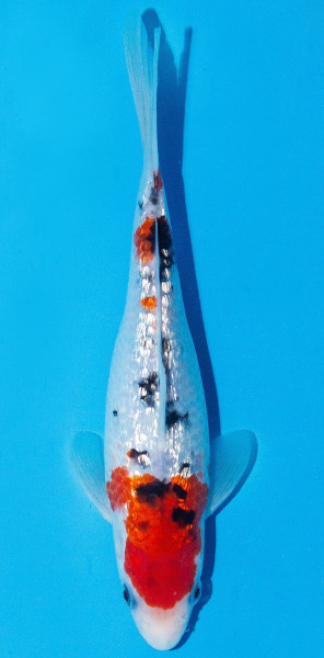 Koi 20-25cm Nr. 2011