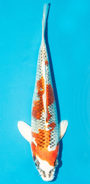 Koi 25-30cm Nr. 3612