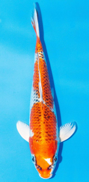 Koi 25-30cm Nr. 1106