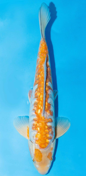 Koi 40-45cm Nr. 1514