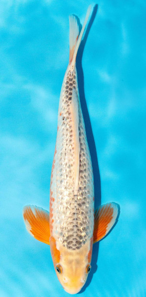 Koi 30-35cm Nr. 3940