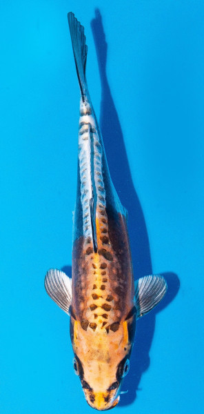 Koi 20-25cm Nr. 1987