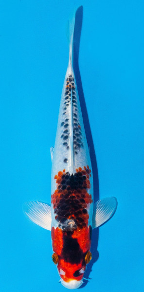 Koi 20-25cm Nr. 1998
