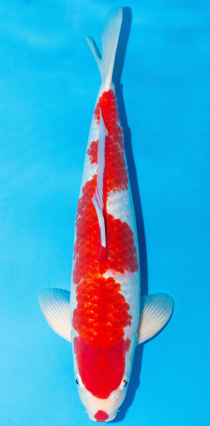 Koi 40-45cm Nr. 1503