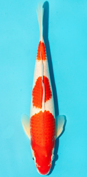 Koi 25-30cm Nr. 3653