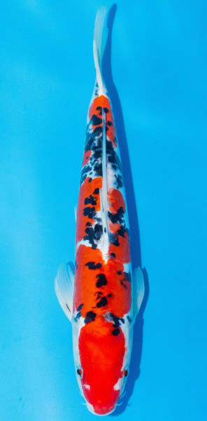Koi 30-35cm Nr. 1083