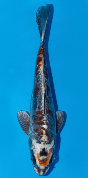 Koi 20-25cm Nr. 1915
