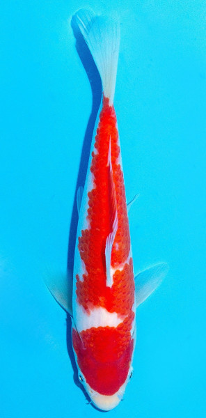 Koi 20-25cm Nr. 2023