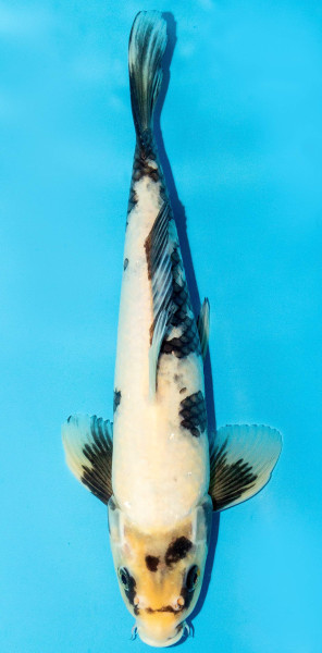 Koi 30-35cm Nr. 3946