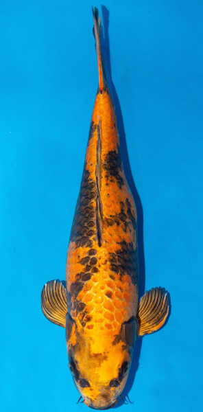 Koi 40-45cm Nr. 1594