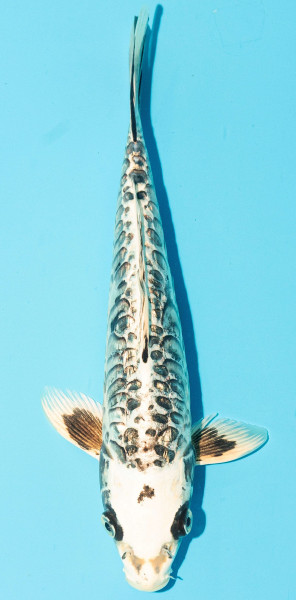 Koi 25-30cm Nr. 3636