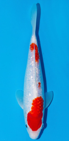 Koi 20-25cm Nr. 1907