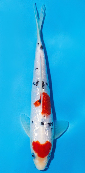 Koi 20-25cm Nr. 2017