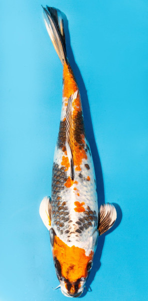 Koi 30-35cm Nr. 3965