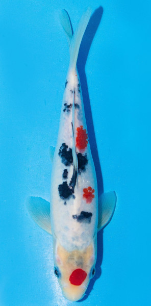 Koi 20-25cm Nr. 2037