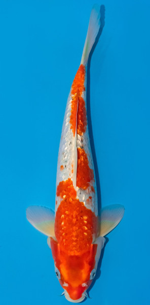 Koi 30-35cm Nr. 1081