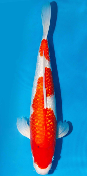 Koi 40-45cm Nr. 1505