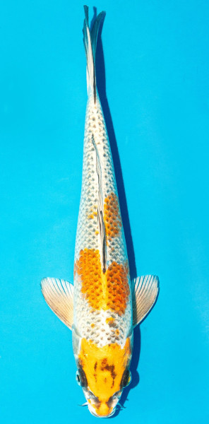 Koi 25-30cm Nr. 3613
