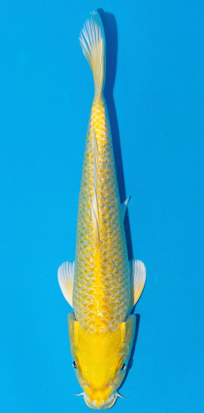 Koi 20-25cm Nr. 1940