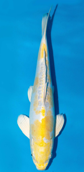 Koi 40-45cm Nr. 1524