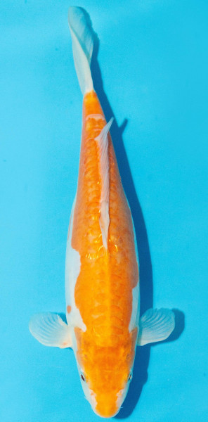 Koi 30-35cm Nr. 3934