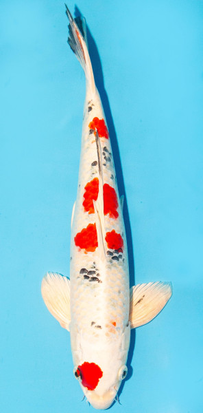 Koi 35-40cm Nr. 1306