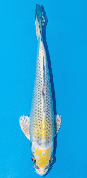 Koi 20-25cm Nr. 1938